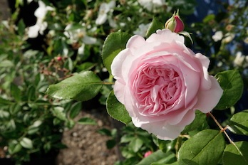 Fête de la Rose à Romainmôtier – 1 juin 2024