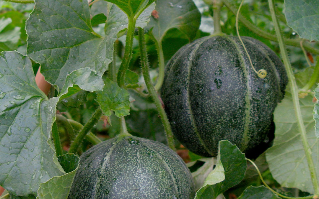 Vente de plantons en libre service à Bretonnières