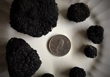 La truffe d’automne de Bretonnières chez ResSources !