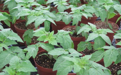 Marchés aux plantons et compagnie printemps 2022