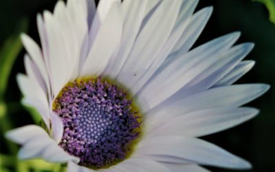 Libre service de Plantons à Bretonnières