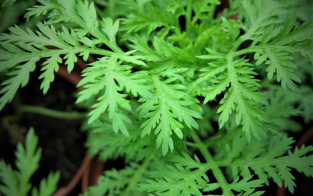 Artemisia annua – Plante ResSources à infuser
