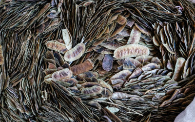 Soirée « Graines voyageuses » – 18 novembre