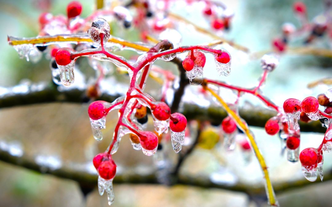 Rencontres et petit marché de Noël ResSources