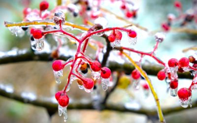 Rencontres et petit marché de Noël ResSources