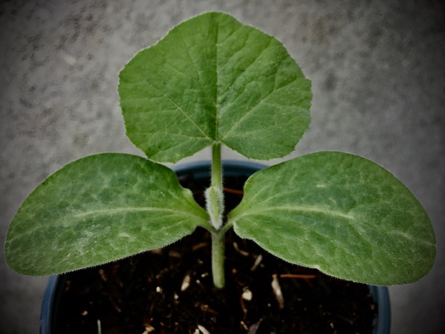 Plantons de cucurbitacées, solanacées, fleurs, aromatiques et médicinales en libre service à Bretonnières